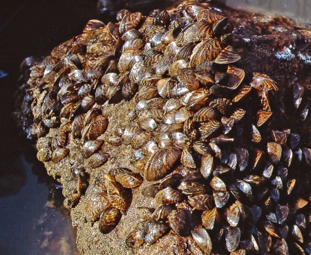 Мидия  дрейссена (Dreissena polymorpha) улитка