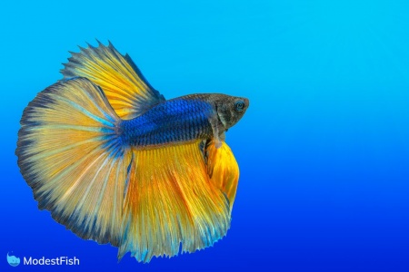 Петушок Халф Мун горчичный газ самец (Betta splendens Halfmoon Mustard Gas)