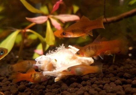 Пецилия золотая (Xiphophorus maculatus golden Platy)