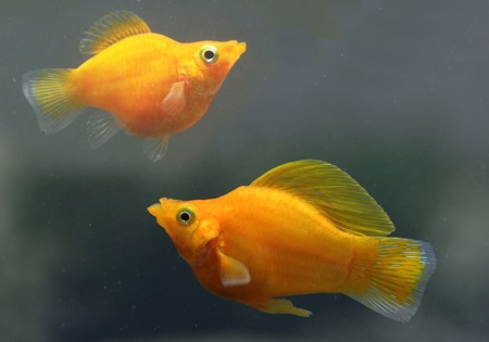 Моллинезия оранжевый баллон (Poecilia sphenops orange Molly balloon)