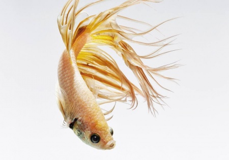 Петушок Коронохвостый золотой самец (Betta-splendens-crown-tail-gold)