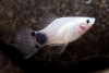 Пецилия белая Микки Маус (Xiphophorus maculatus white Mickey Mouse Platy)