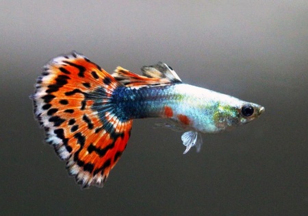 Гуппи красная мозаика (Poecilia reticulata red mosaic)
