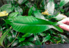Анубиас Хастифолия (Anubias hastifolia)