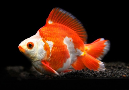 Риукин красно-белый короткохвостый (Goldfish Ryukin white & Red short tail)