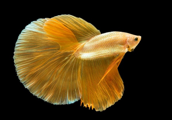 Петушок Халф Мун золотой самец( Betta male Halfmoon gold)