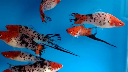 Меченосец Геллера кои ситец (Xiphophorus helleri Calico Koi)
