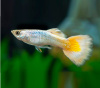 Гуппи берлинский желтохвостый (Guppy German Yellow Tail)