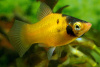 Пецилия пчелка (Xiphophorus maculatus Bumble bee Platy)