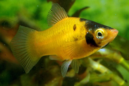 Пецилия пчелка (Xiphophorus maculatus Bumble bee Platy)