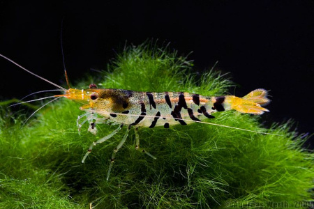 Креветка Тигровая Каридина (Caridina parvula )