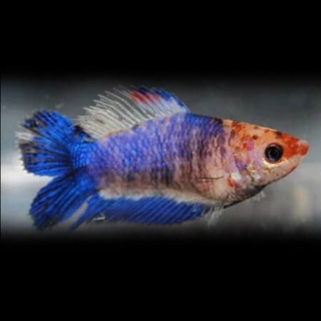 Петушок самка (курочка) Двухвостая Сине белая (Betta fish female ) 3-3,5 см