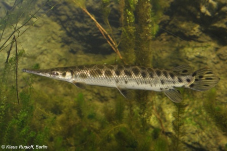 Щука Пятнистый Флоридский Панцирник (Lepisosteus oculatus) 7 м