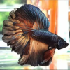 Петушок Халф Мун черное золото самец (betta cockerel male tailed-black-gold)