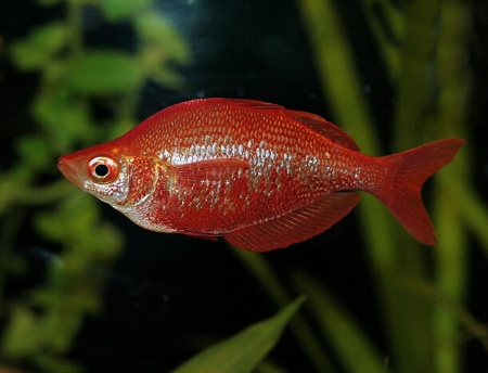 Глоссолепис красный (Glossolepis incisus)