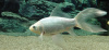 Золотая рыбка Комета белая (Goldfish comet white)