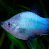 Пецилия голубая чернохвостая (Xiphophorus maculatus blue blacktail)