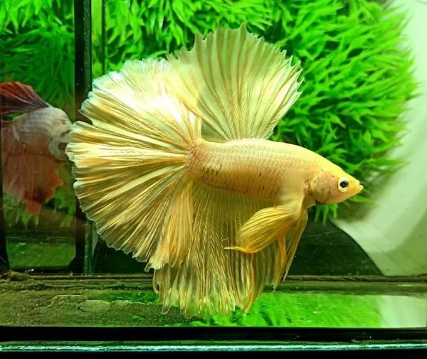 Петушок Халф Мун золотой самец( Betta male Halfmoon gold)
