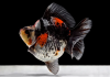 Риукин трехцветный короткохвостый (Goldfish Ryukin tricolour short tai)