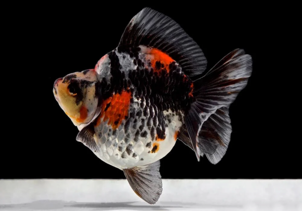 Риукин трехцветный короткохвостый (Goldfish Ryukin tricolour short tai)