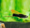 Меченосец Геллера черный флаговый (Xiphophorus helleri Black Sword Hi Fin)