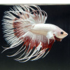 Петушок Коронохвостый Платиново  Красная Бабочка (Betta Male MILKY RED DRAGON BUTTERFLY)