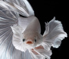 Петушок ХалфМун Дамбо белый самец  (betta dambo elephant ear white)