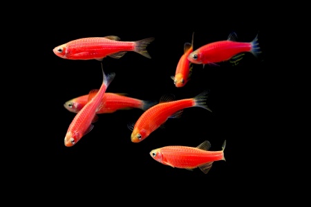 Данио рерио Глофиш красный (Danio rerio glofish)