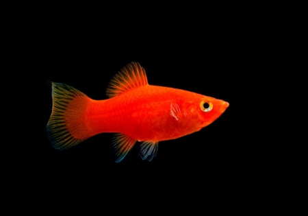 Пецилия красная (Xiphophorus maculatus red Platy)