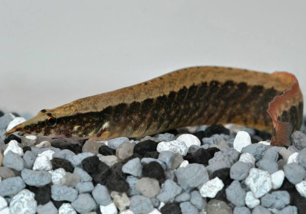 Мастацембел Кофейный (Mastacembelus Circumcinctus) 7-8 см