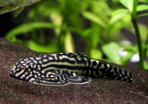 Севилия Линеолата  Псевдоскат  (Sewellia Lineolata) сом