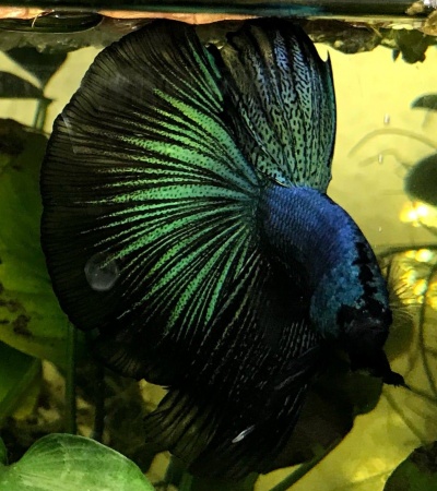 Петушок Супер Дельта черный дракон самец (betta-MALE super-delta-black-)