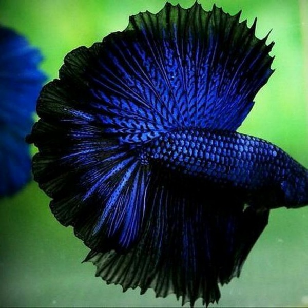 Петушок Халф Мун черно-синий призрак самец (betta splendens halfmoon black blue ghost)