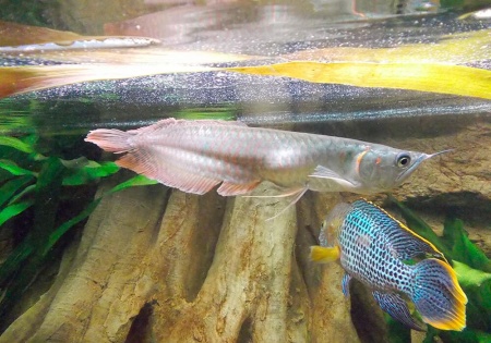 Арована серебристая Южноамериканская (Osteogssum bicirrhosum) 8-10 см