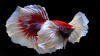 Петушок Халфмун Дамбо красный самец (betta-dumbo-red-male))