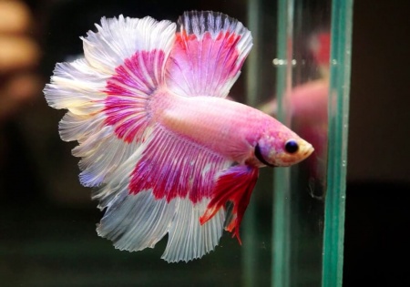Петушок Супер Дельта розовая бабочка самец (Betta-splendens-Super-Delta-Pink-Butter)
