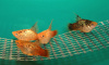 Пецилия красно белая ситцевая (Xiphophorus maculatus white & red calico Platy)