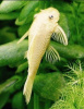 Анциструс белый (Ancistrus dolichopterus albino) сом - присоска. 3-3,5 см