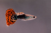 Гуппи Гвоздика (Poecilia Reticulata)