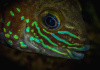 Акара бирюзовая (aequidens rivulatus)