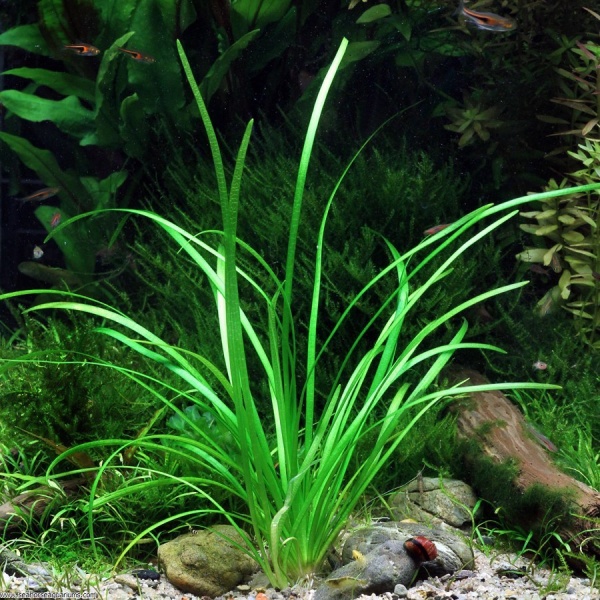 Сагиттария стрелолист (Sagittaria subulata)