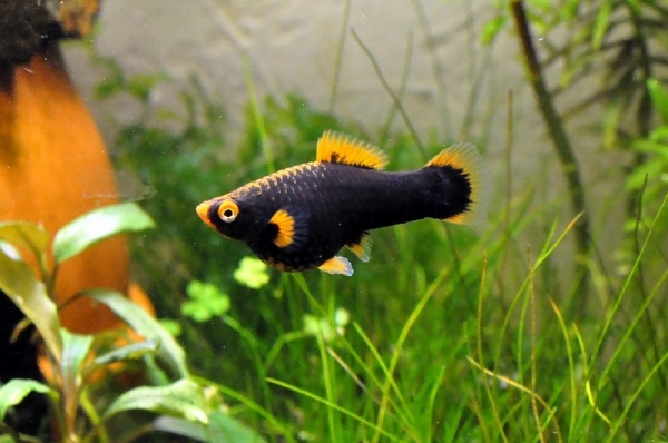 Пецилия черная (Xiphophorus variatus Black Platy)