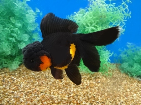 Оранда черная (Goldfish Oranda black) 10-12 см