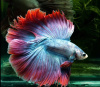 Петушок Халф Мун двухвостый биколор розово-фиолетовый самец (betta two-tailed bicolor pink-purple)