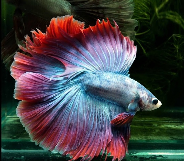 Петушок Халф Мун двухвостый биколор розово-фиолетовый самец (betta two-tailed bicolor pink-purple)