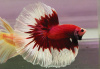 Петушок Халф Мун Рубиновая бабочка самец (Betta male Halfmoon rubin boterfly)