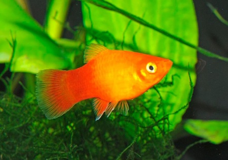 Пецилия солнечная закат (Xiphophorus maculatus sunset Platy) сансэт