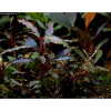 Буцефаландра Миниатюрная (Bucephalandra sp. "Kedagang Mini) 1 ветка