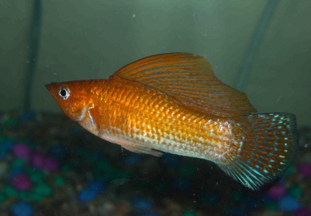 Моллинезия оранжевая парусный (Poecilia velifera orange Molly sailfin)