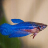 Петушок самка (курочка) Супер Дельта синяя (Betta fish female ) 3-3,5 см